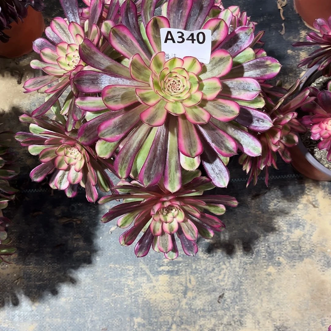 多肉植物白月光340多肉