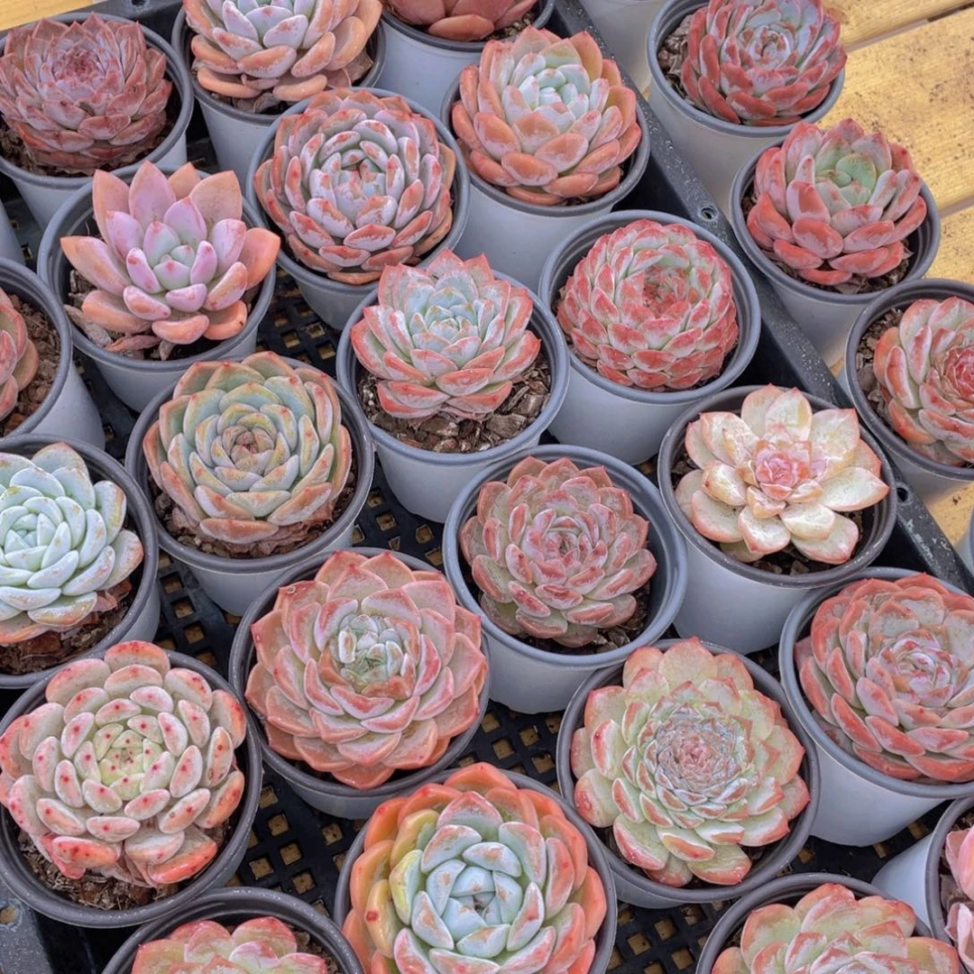 267号 精品美肉大组合3个 发不一样的