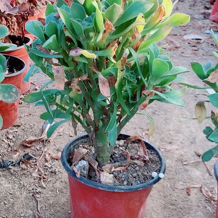 香馥多肉植物6号的