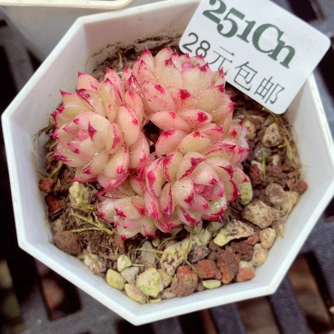 5厘米盆精控多肉251