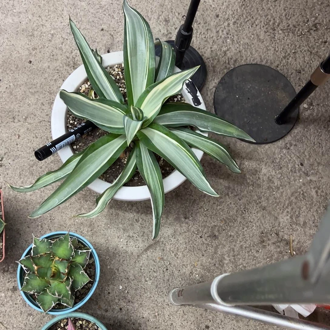 种***迹鹦鹉嘴中斑锦植物