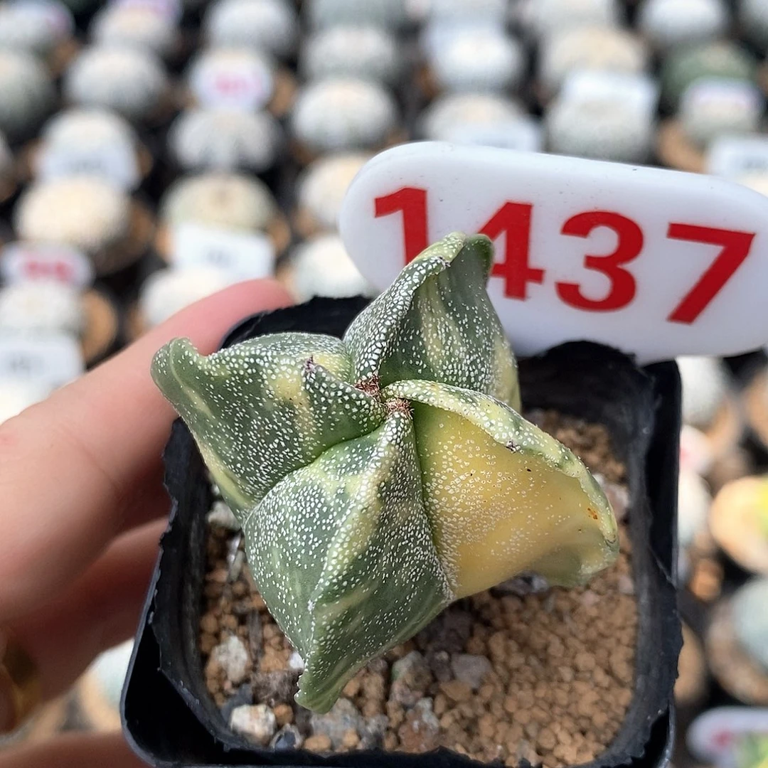 1437栾凤玉锦系列