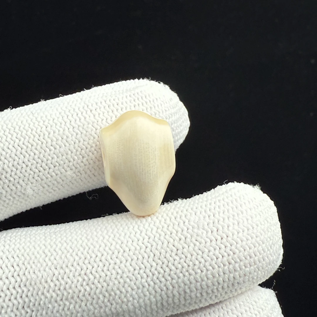 J8399天然猛犸 鲨鱼背三通11.5*18*11mm一物一图