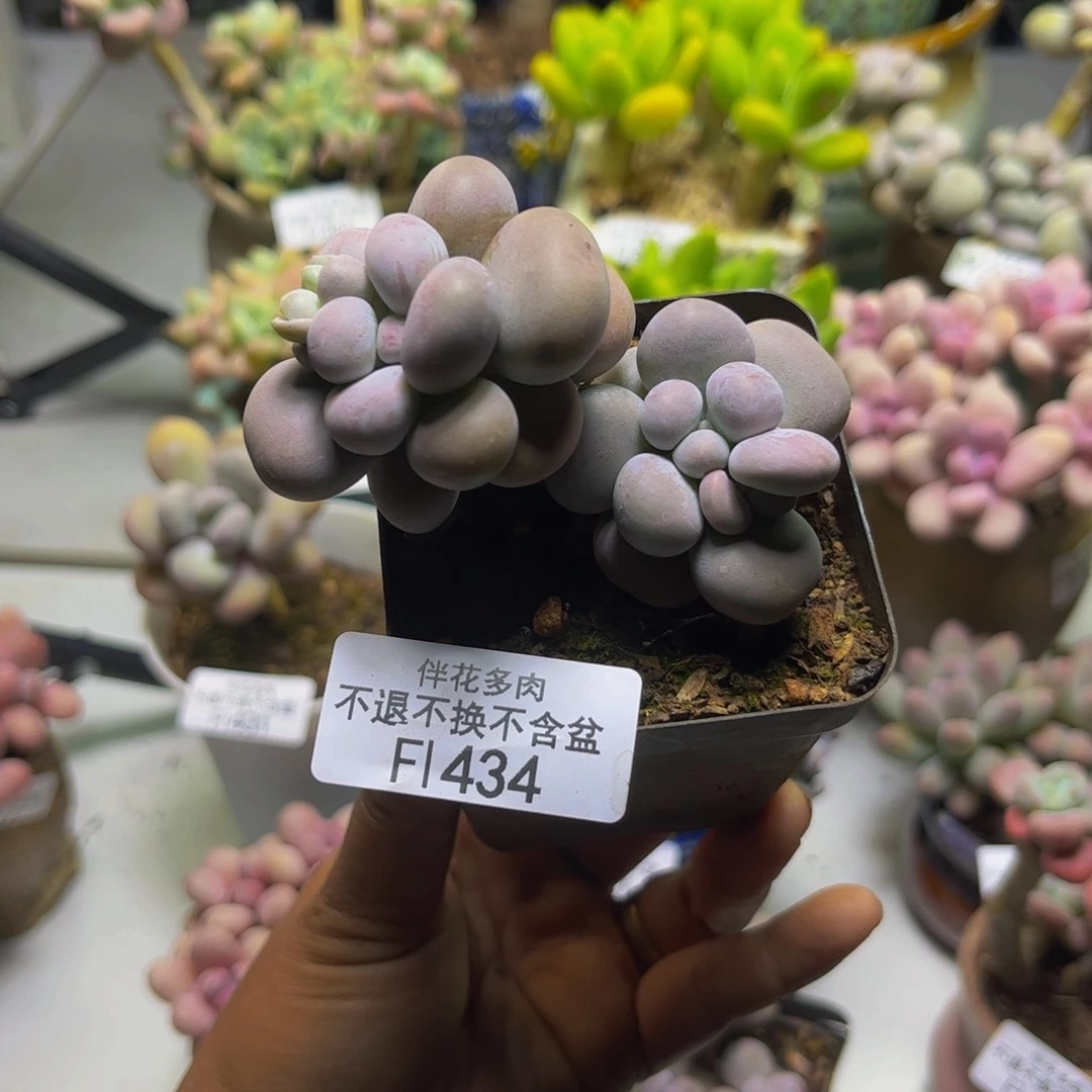 芭比奶434/7cm多肉