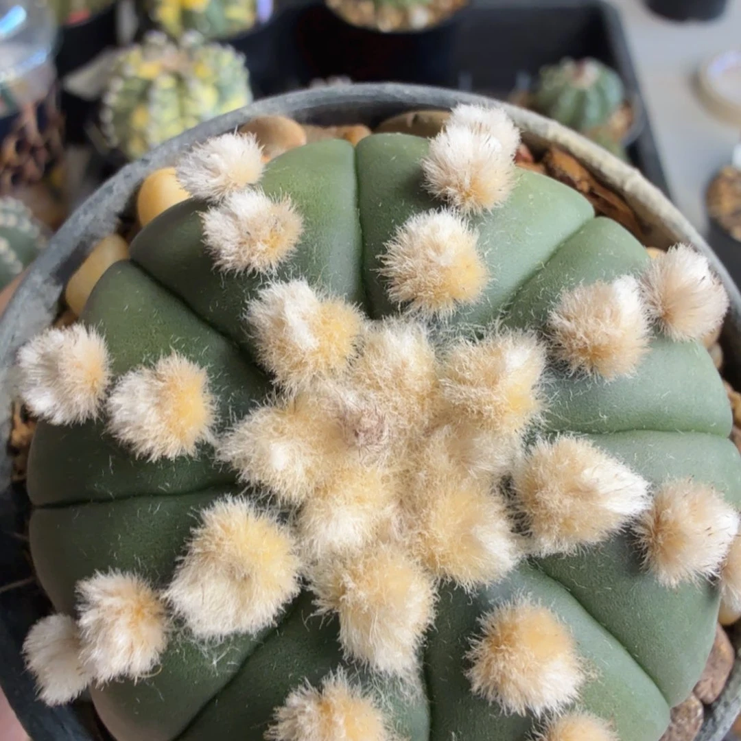 无花朵大尤连心炸毛