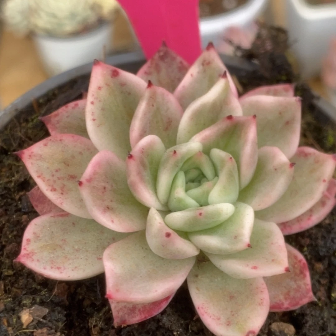 471东云杂锦锦锦锦锦