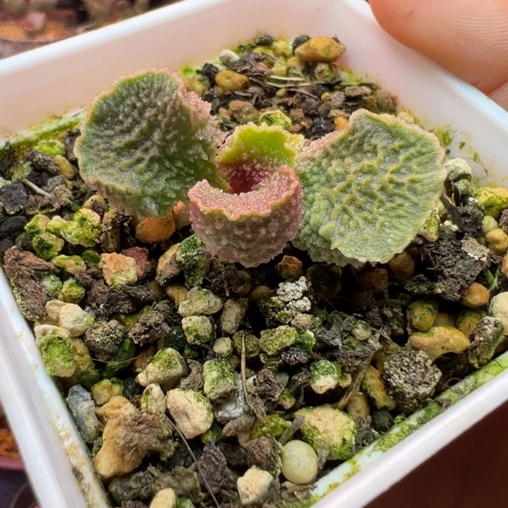 ****吉祥如意等名家的作品和