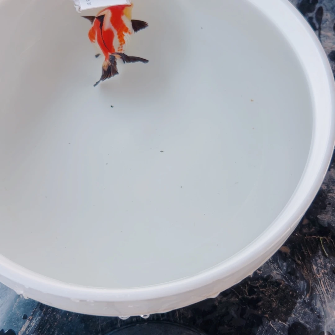 S****海水鱼1111111111111