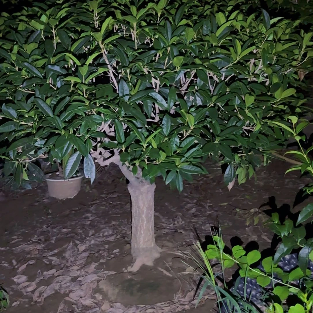 情***语无花朵桂花。四季桂系列