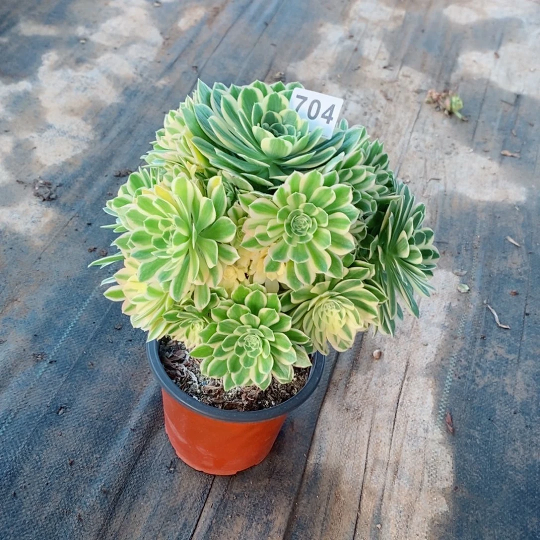 糖**糖碧玉704多肉1111