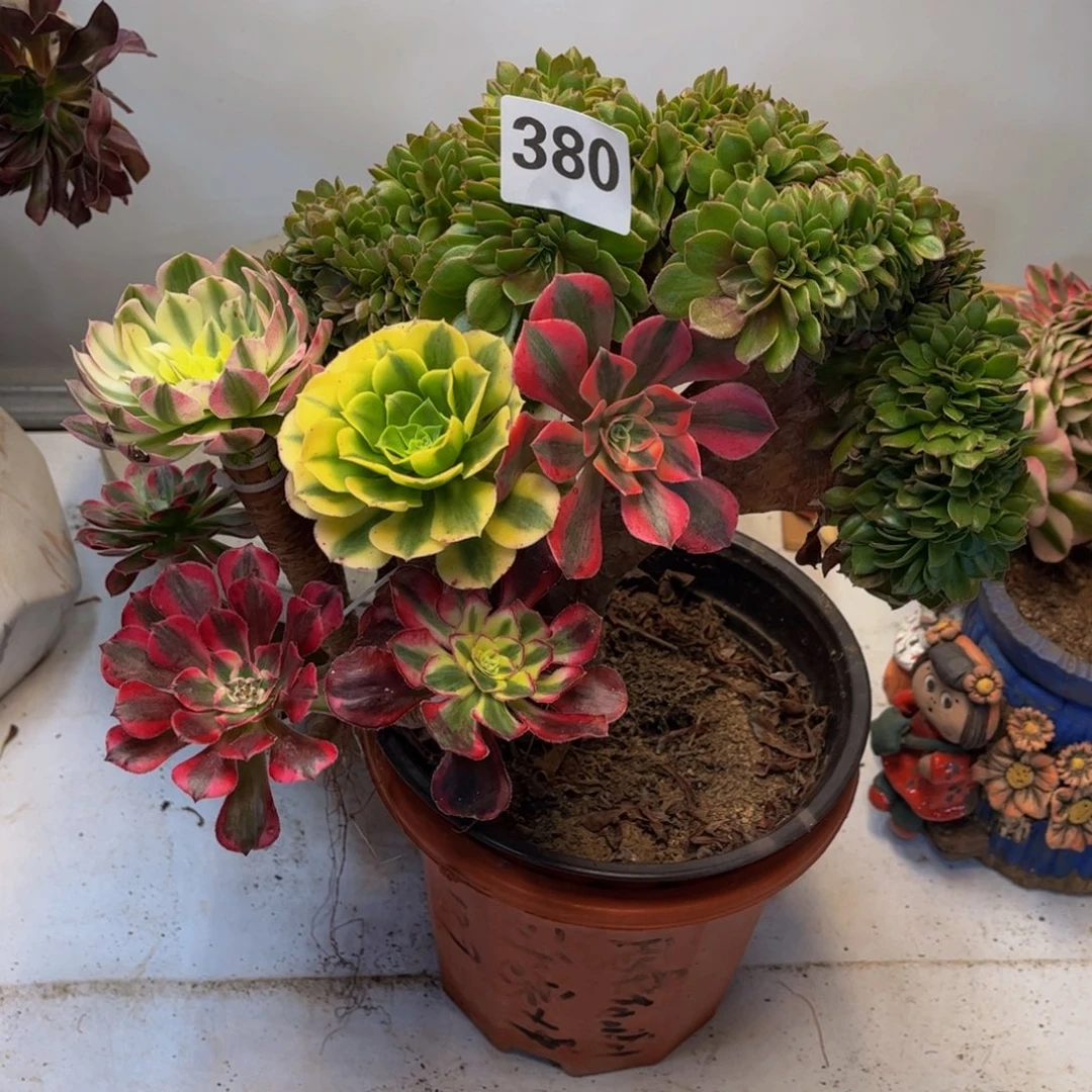 多肉植物缀化嫁接380