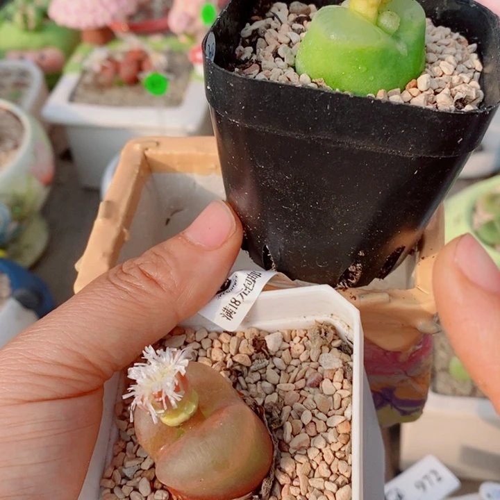 叶***子生石花花花花花花花994
