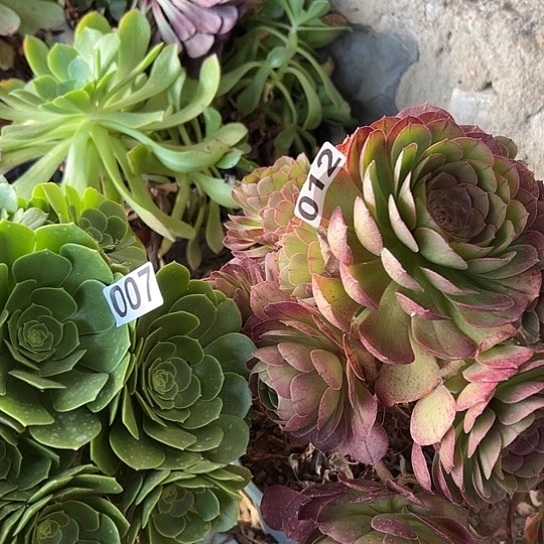 因***⭐多肉植物两个缺枝