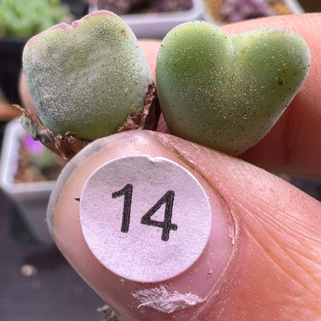 多肉植物11111111111111