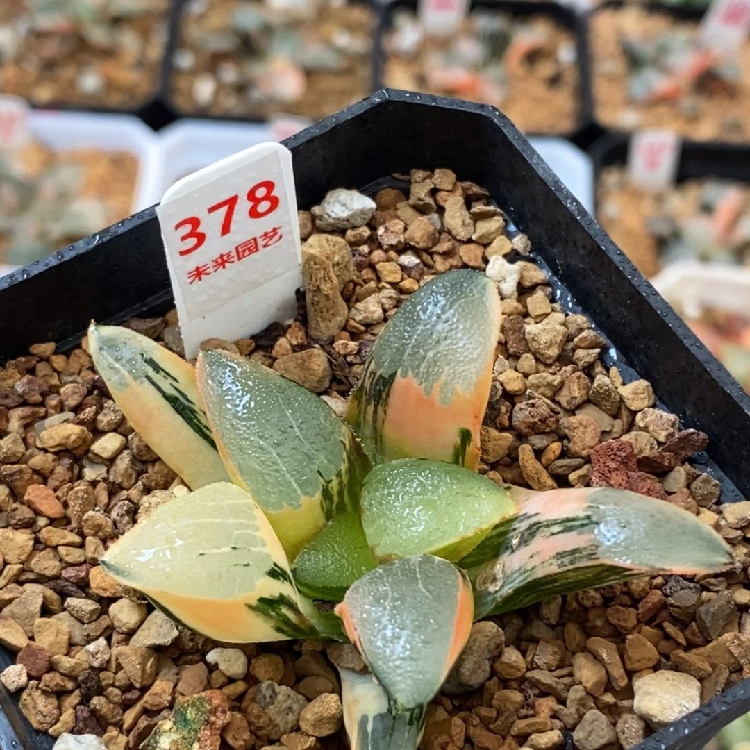 378丘比特多肉植物