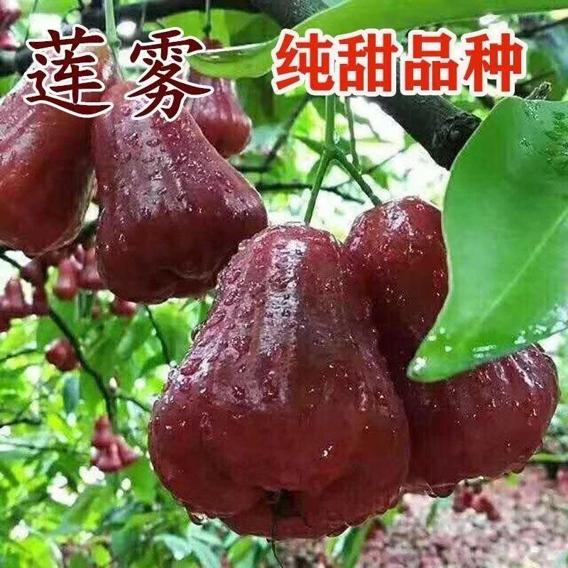 【莲雾果树苗 庭院植物盆栽地栽阳台庭院四季种植果树苗南北方树苗