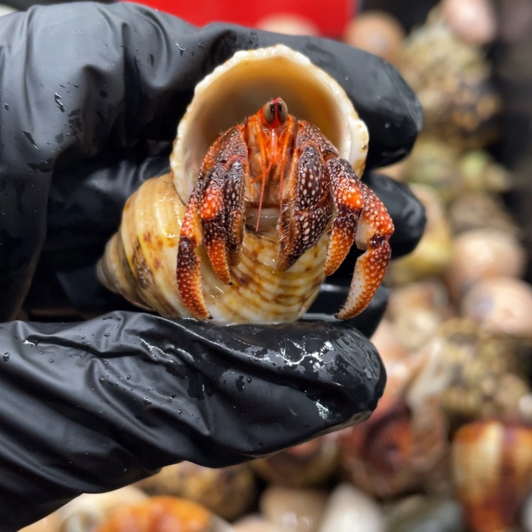 不退不换谢谢支持33