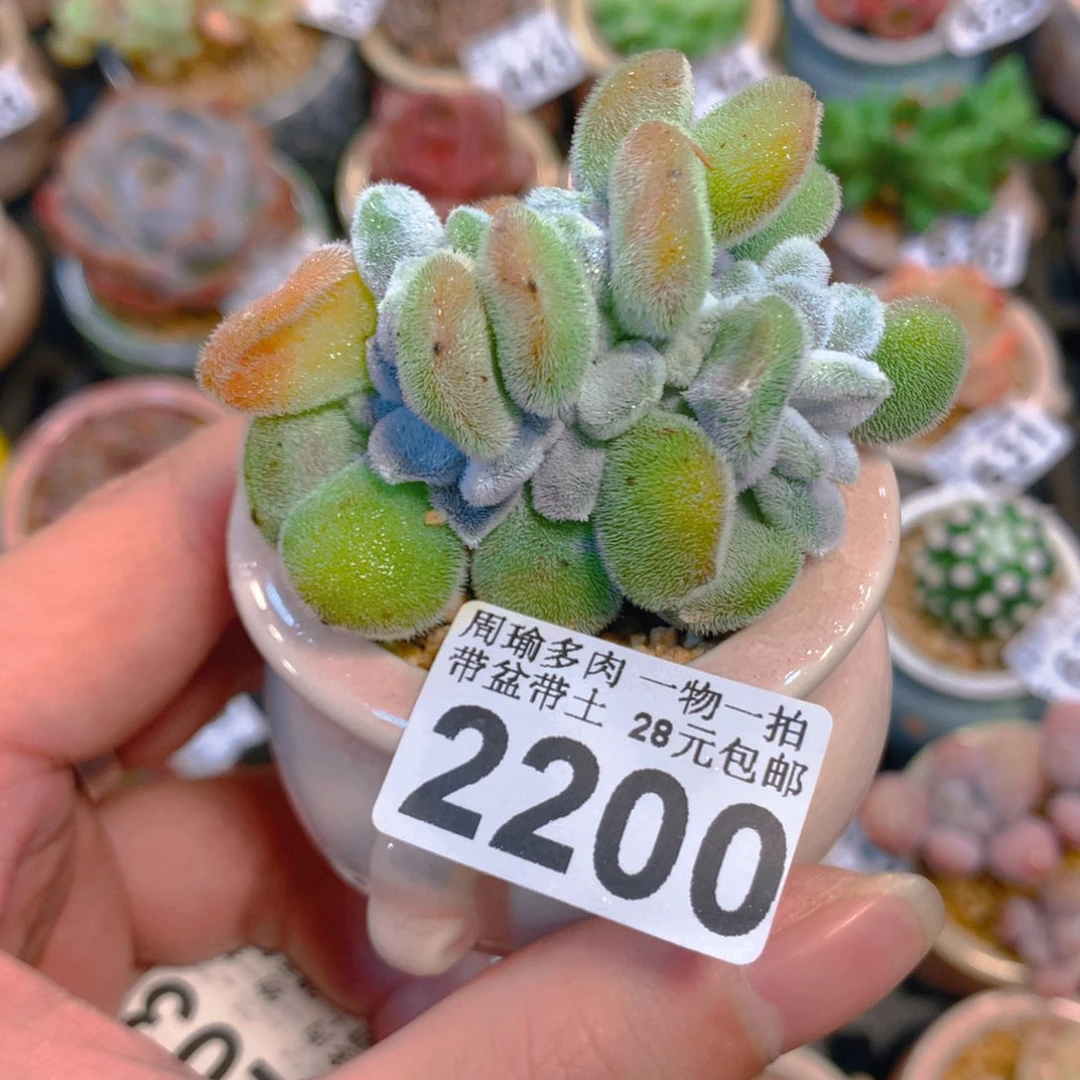 5厘米盆精控多肉2200