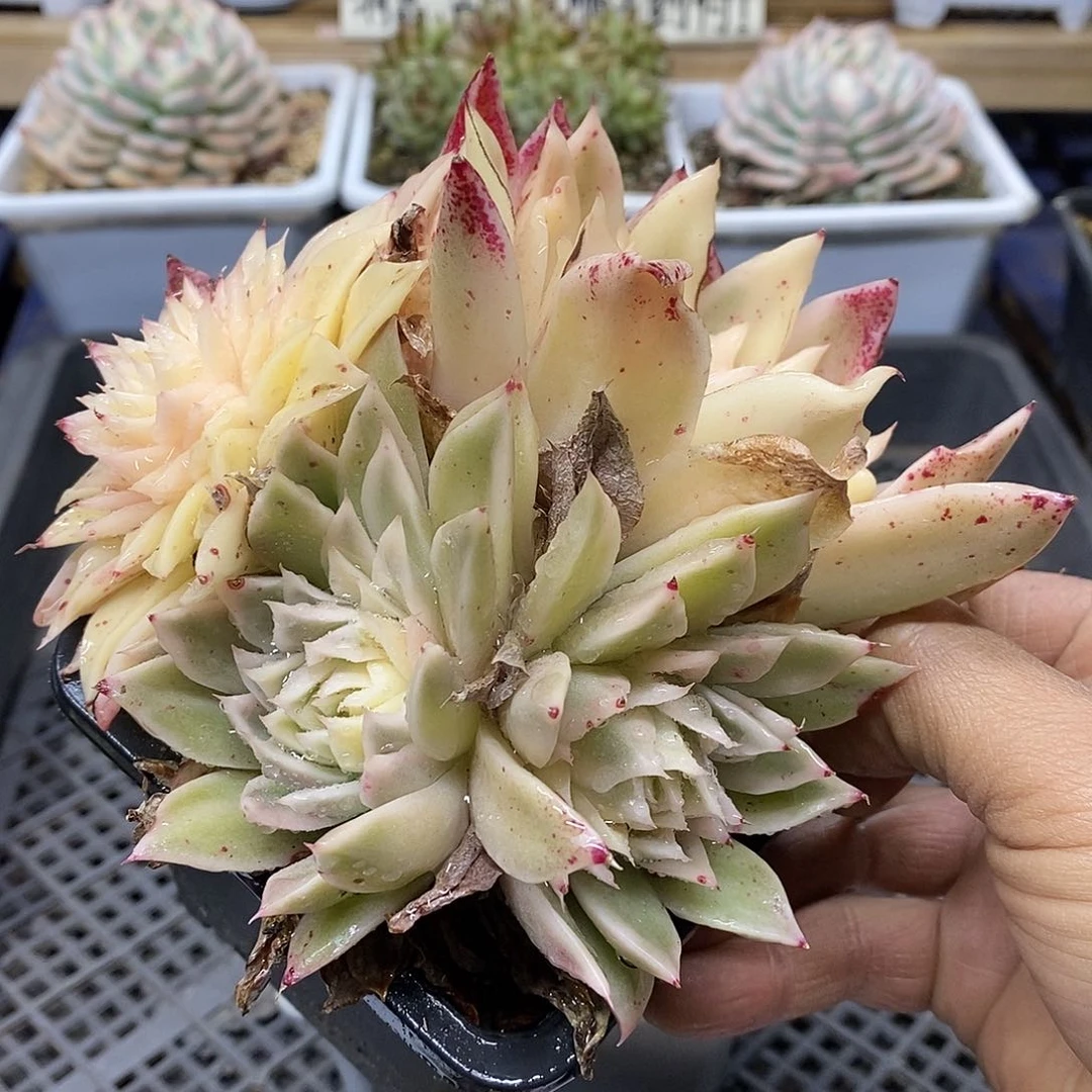 3199 海胆麦秆锦 4 头 需延时发货