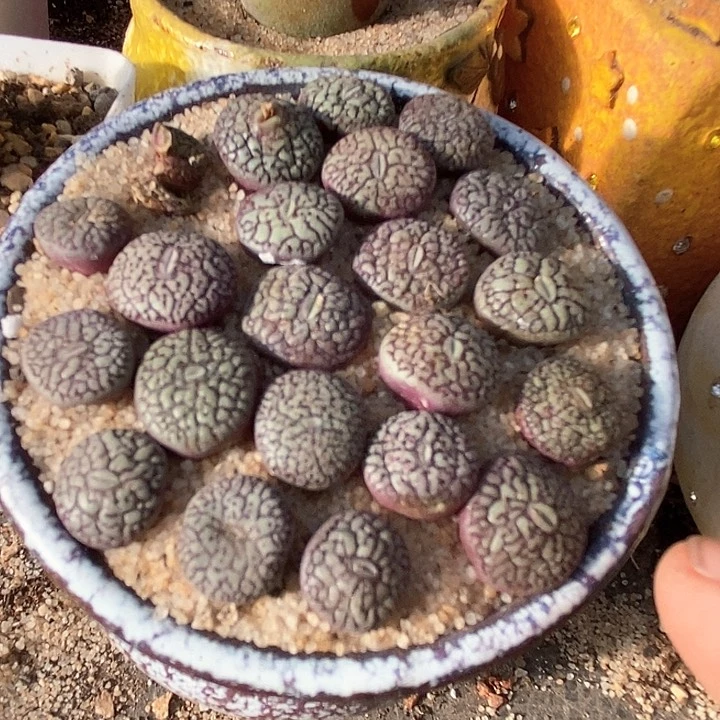 墨小锥一颗      买2送1