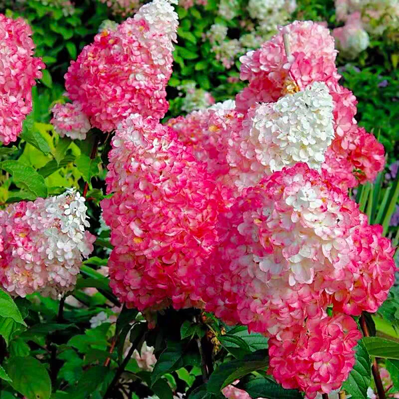 2.5加仑【香草草莓】地栽露养圆锥绣球 阳台庭院耐寒热多季带花苞