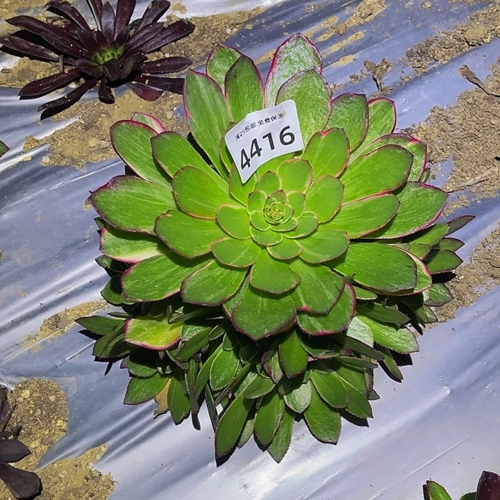 4416孔雀翎多肉植物