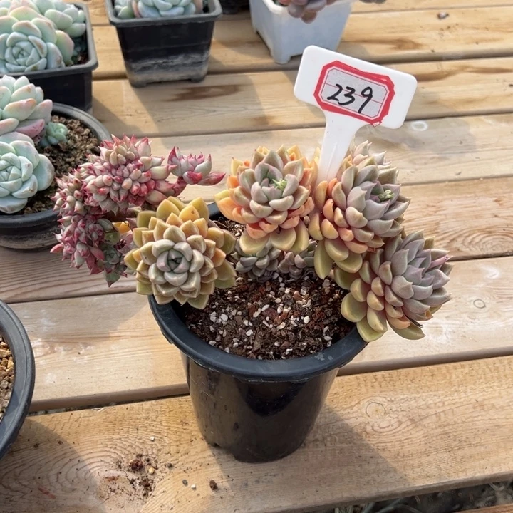 用***4精品璀璨缀一物一拍239号