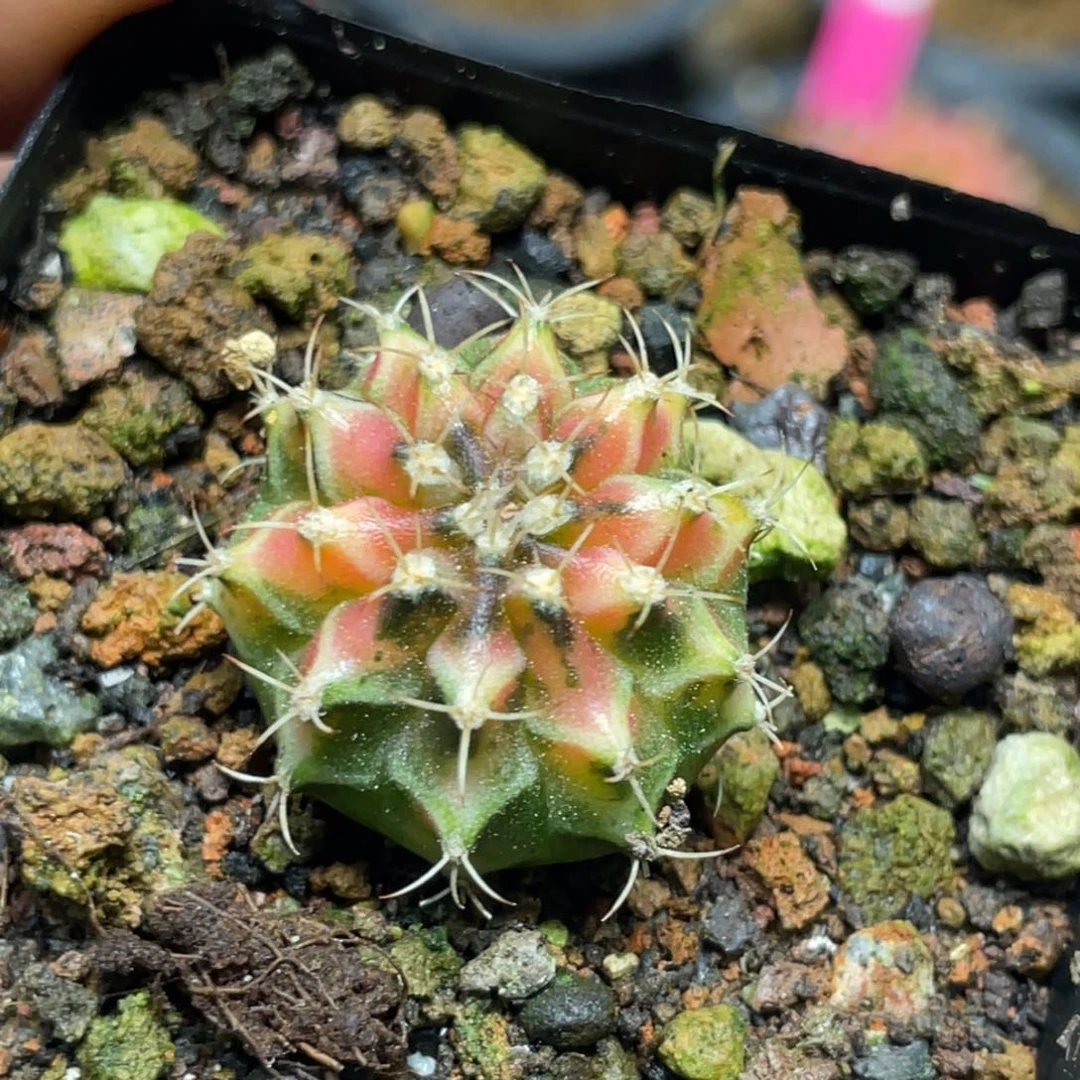 当前无花朵，栽培后可花朵桃子