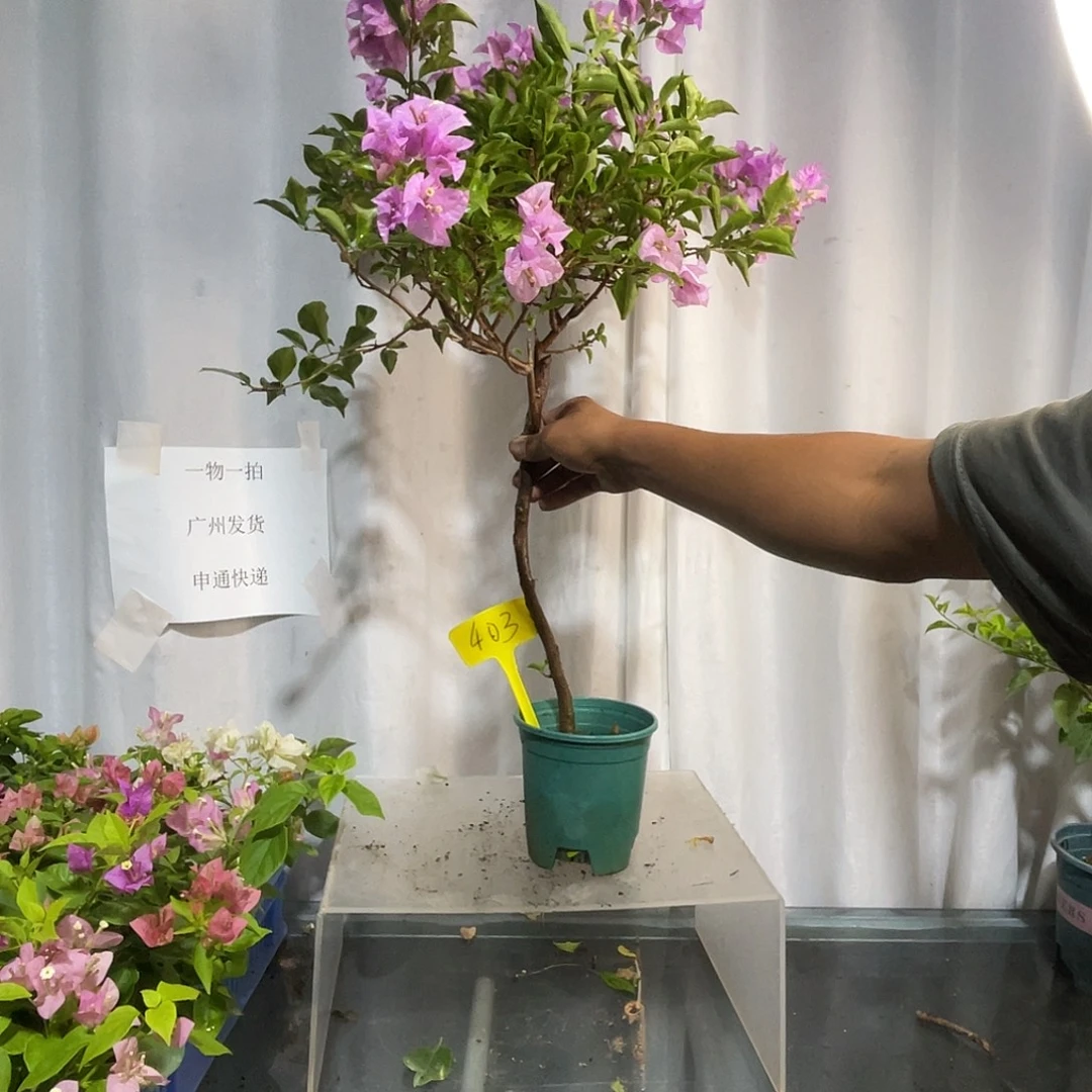 当前无花栽培后可以开花4037巴西紫扦插
