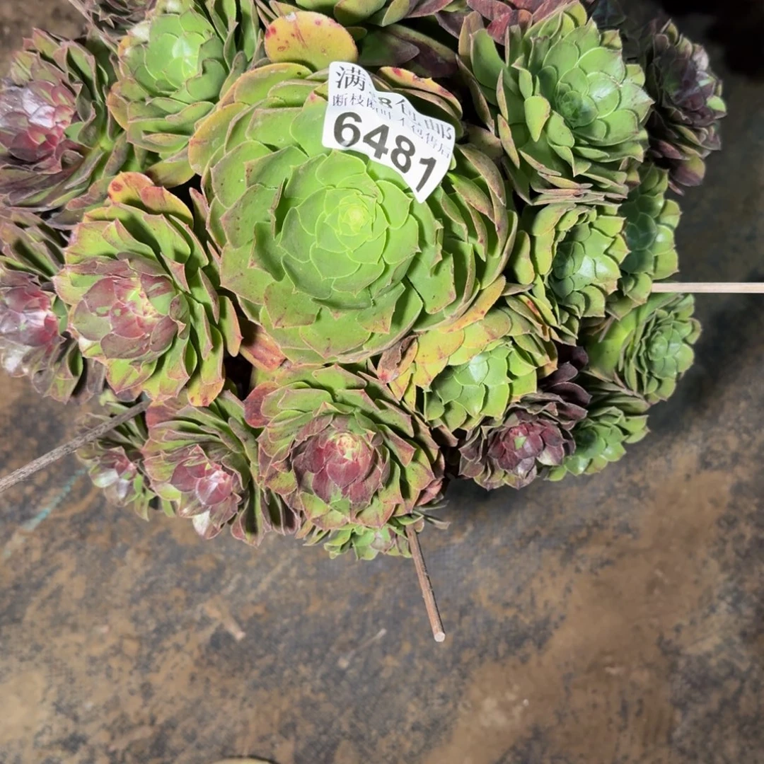 6481花月夜多肉植物