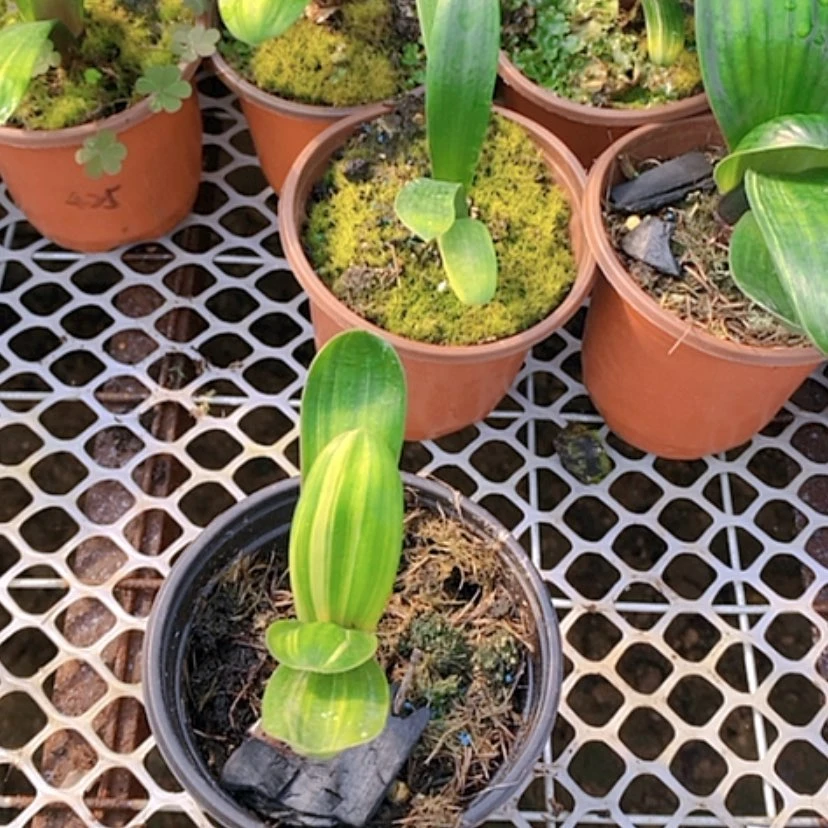 【闪购商品】当前无花朵，栽培后可花朵～*子