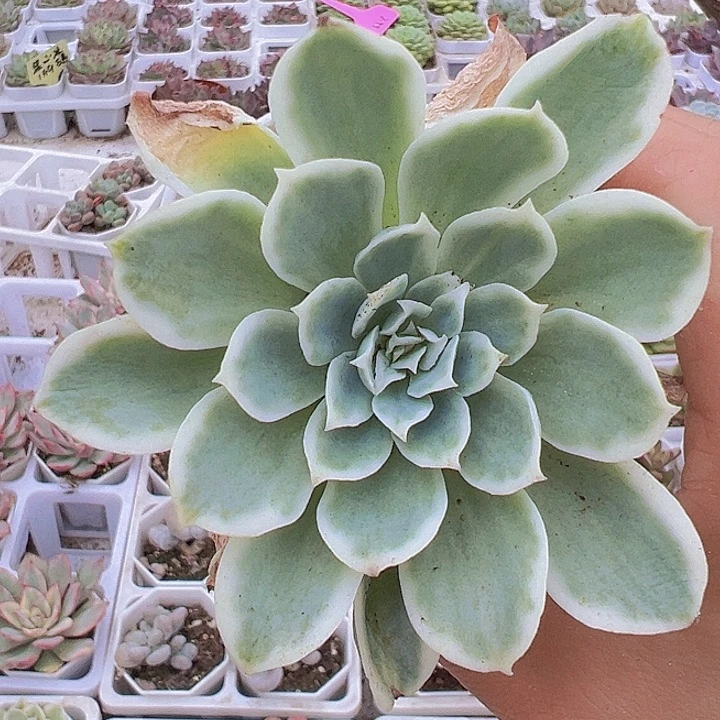 柠檬玫瑰锦19包邮多肉植物