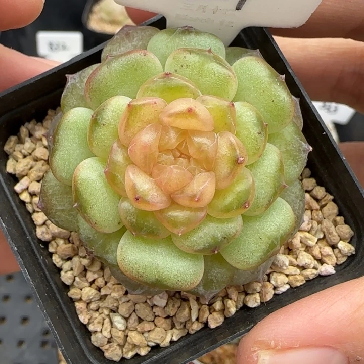 324号流萤风花雪月