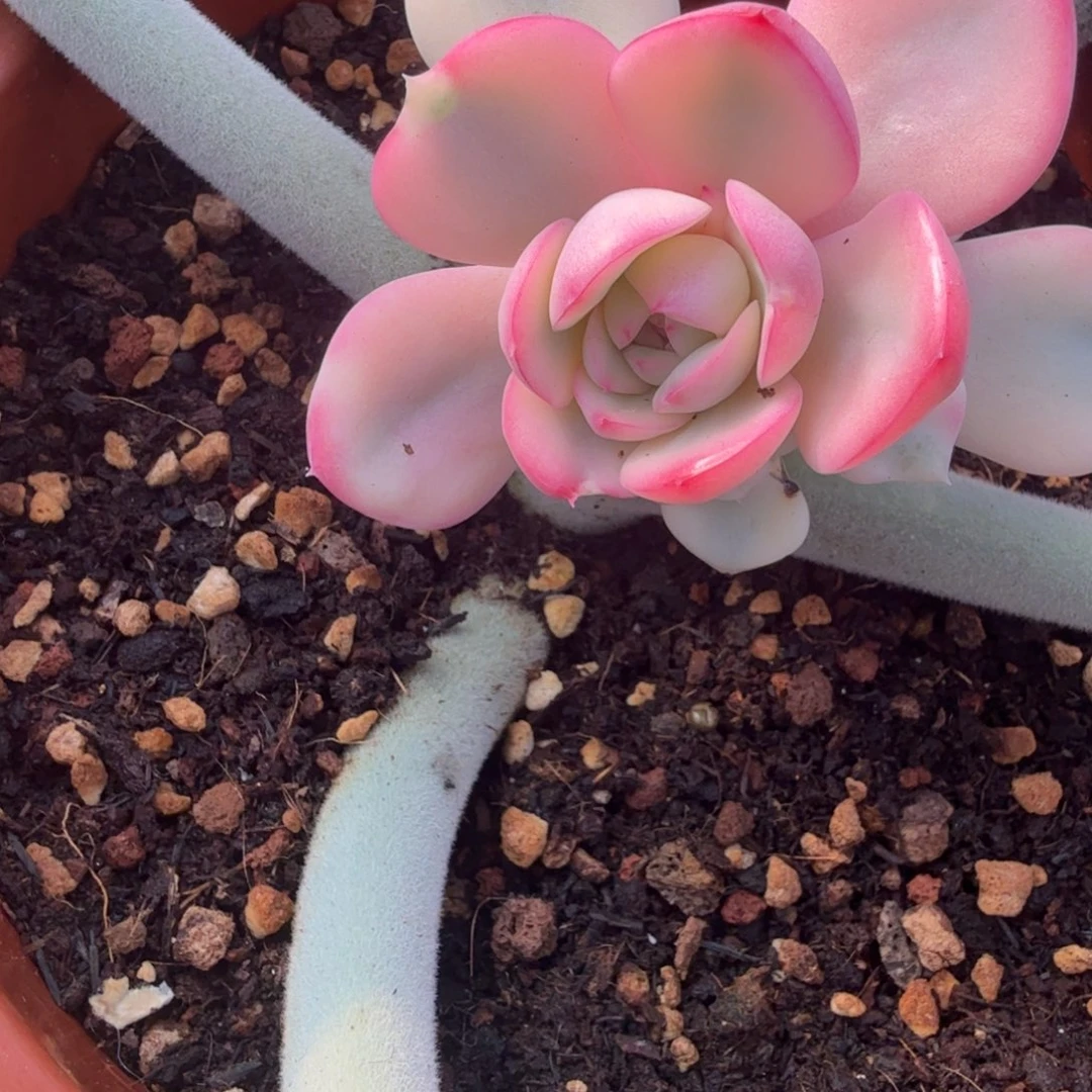 粉月亮锦，多肉锦多肉