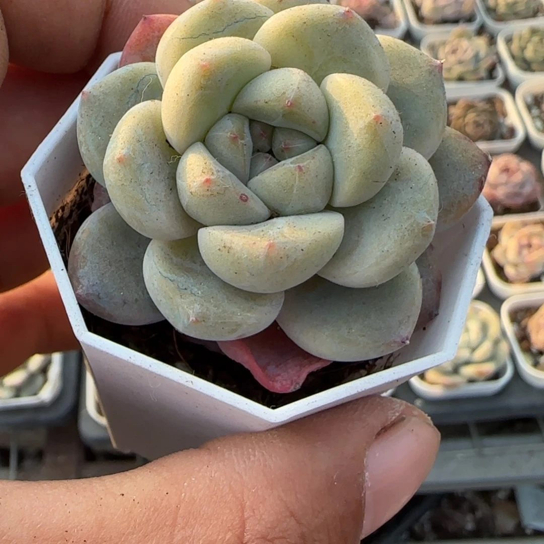 多肉小卡拉米糖心一物一拍