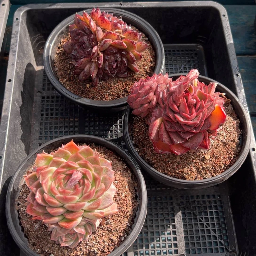 从前慢多肉精选编号0119.208