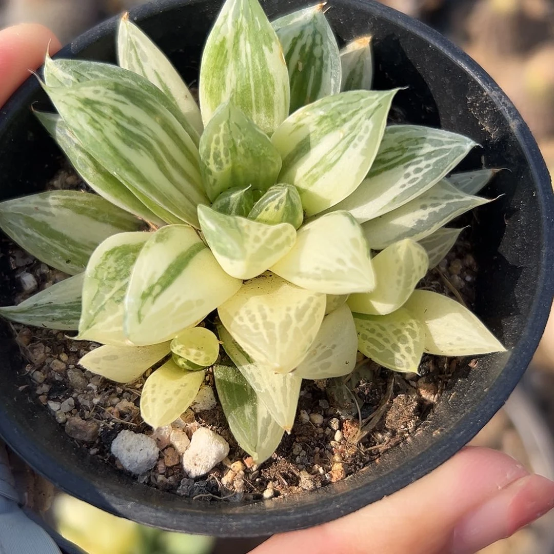 多肉植物植物宝草锦双头
