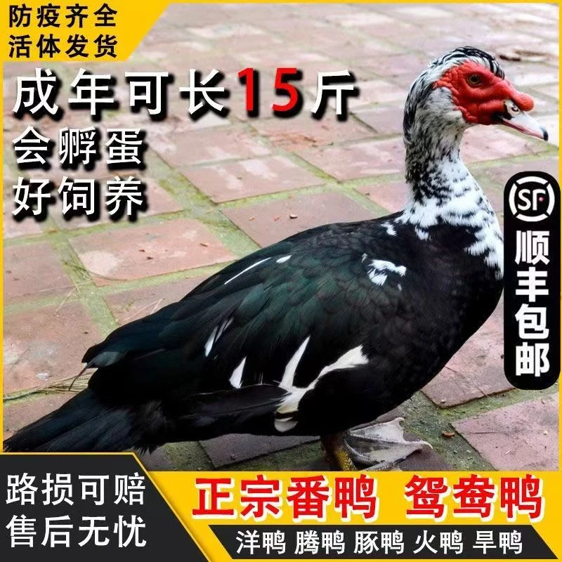 1斤左右发货大种鸳鸯鸭非洲雁红头番鸭火鸭宠物鸭活体顺丰包邮