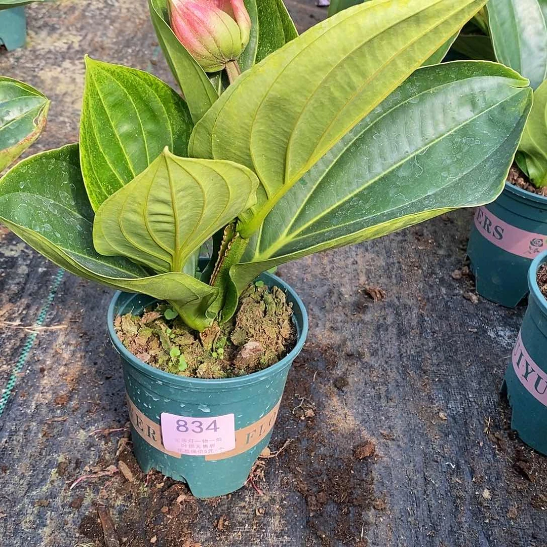 人**我木本花卉834