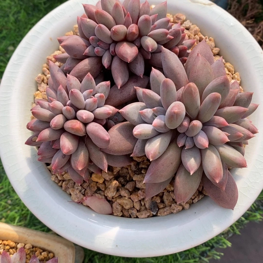 小***乖哥特萝莉一物一拍