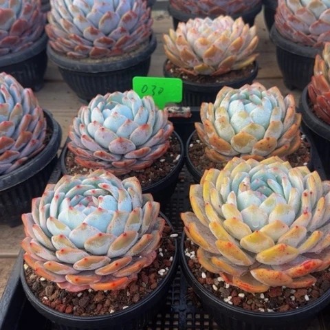 组合套餐编号30号