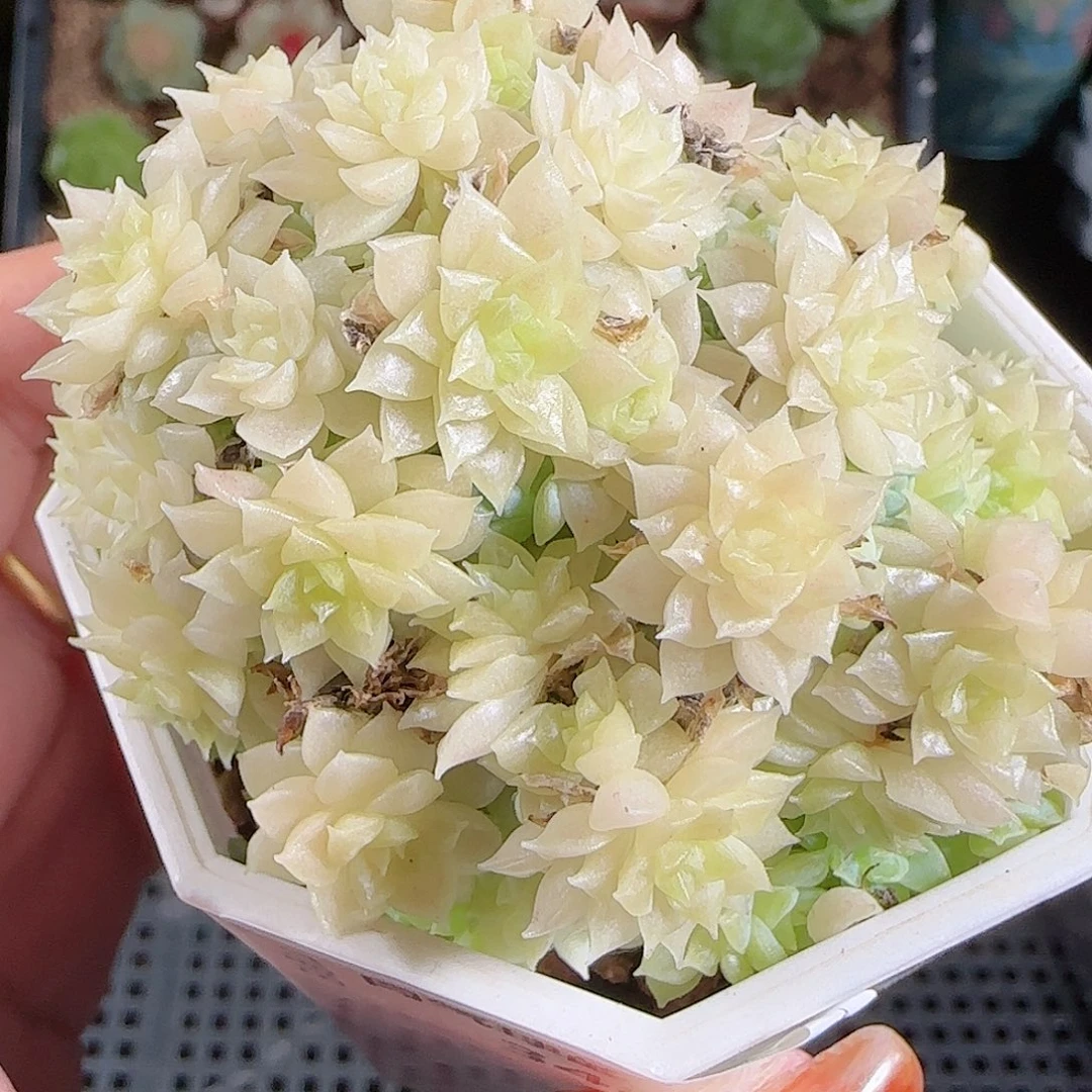 1101–348麦秆优选不包整