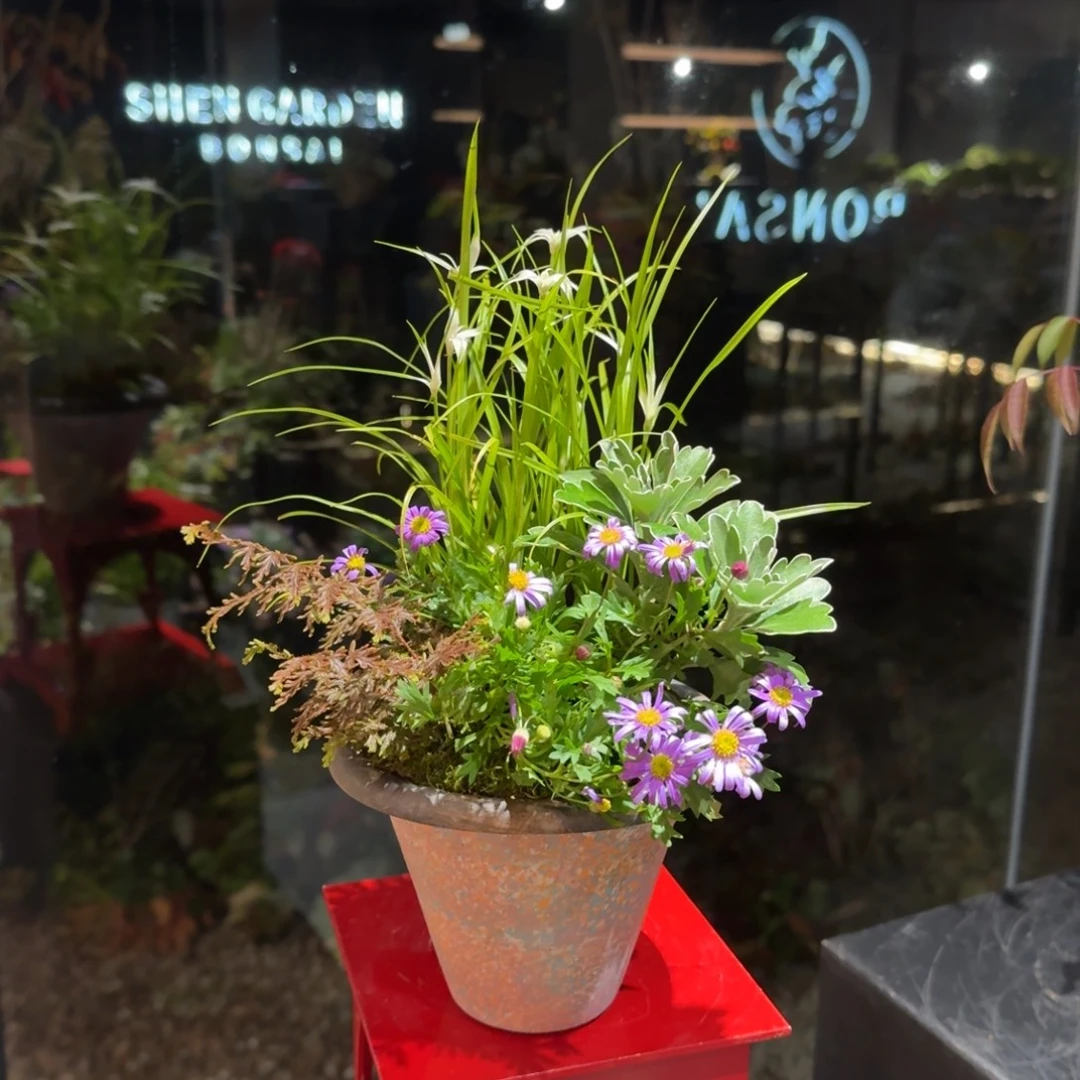 全部花朵山野草手作盆