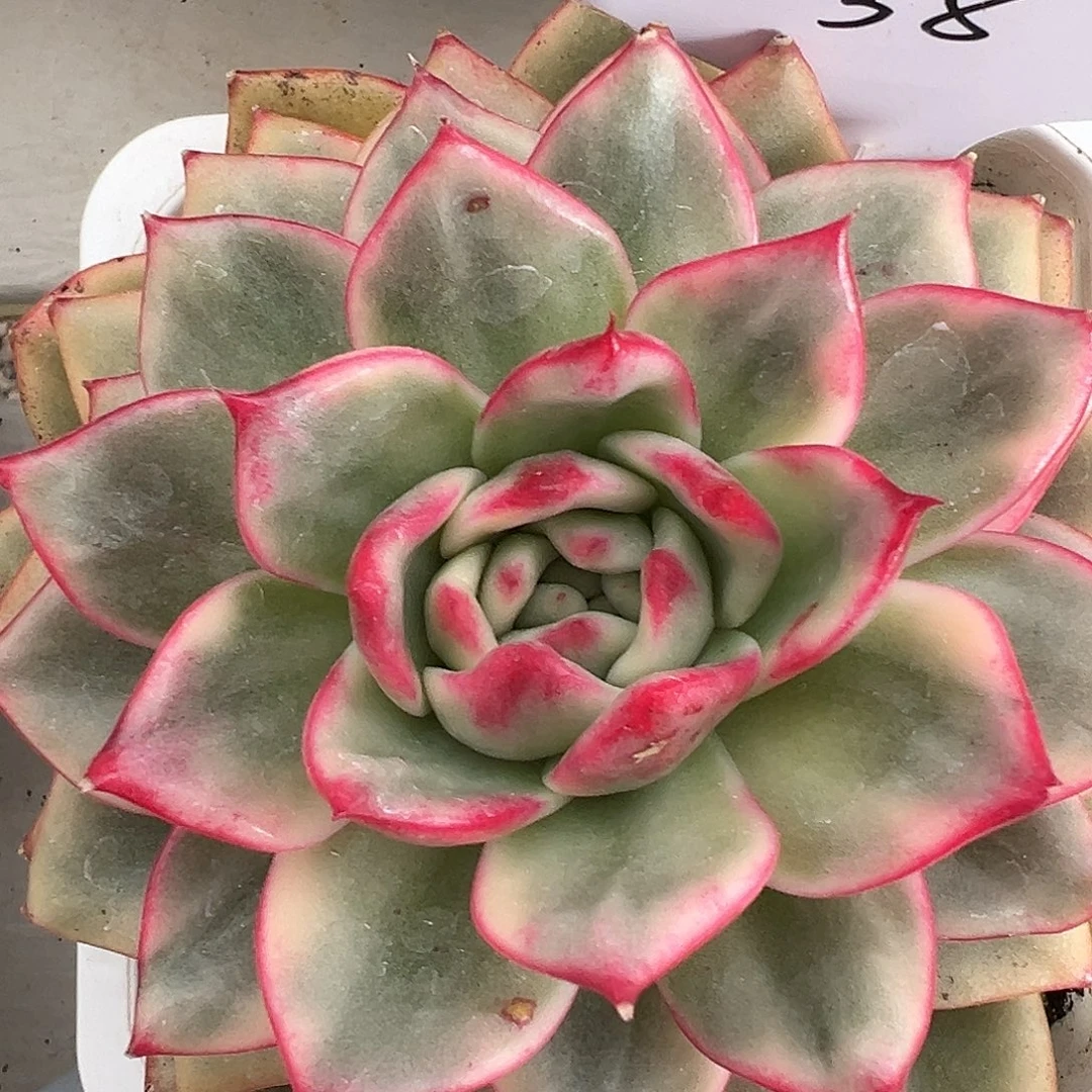 蔚蓝乌木锦多肉植物