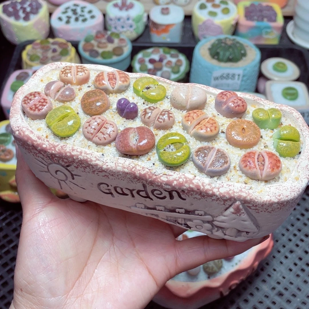 w6893 -零下地区拍保温箱-15支持寄养