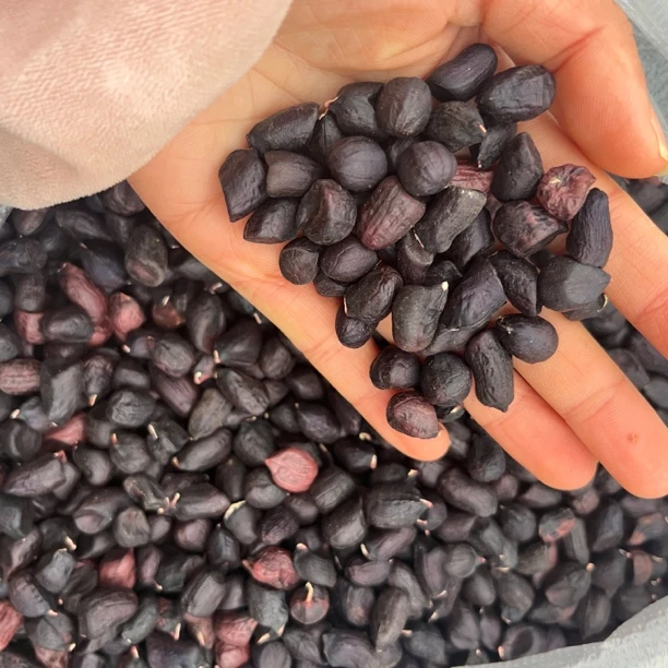 黑花生米  云南本地黑花生米干货
