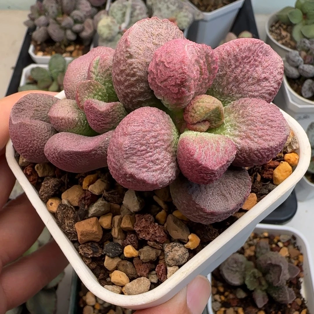 红烧肉多肉植物水泡