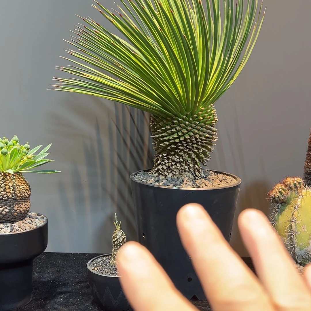 K***i大丸叶吹上666888888