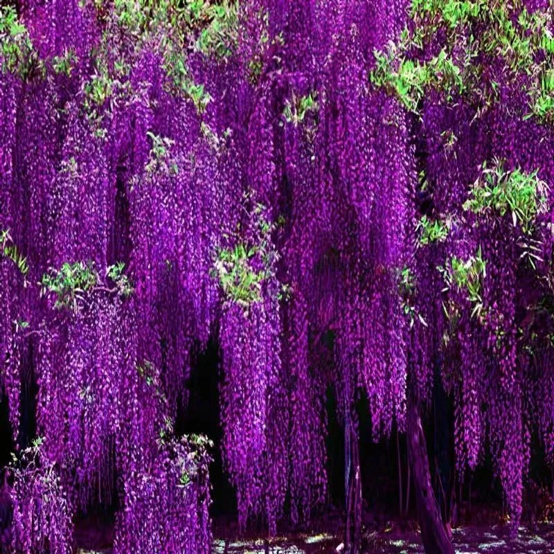 紫藤花种子爬藤植物庭院围墙四季开花盆栽花种绿植花卉藤蔓紫藤萝