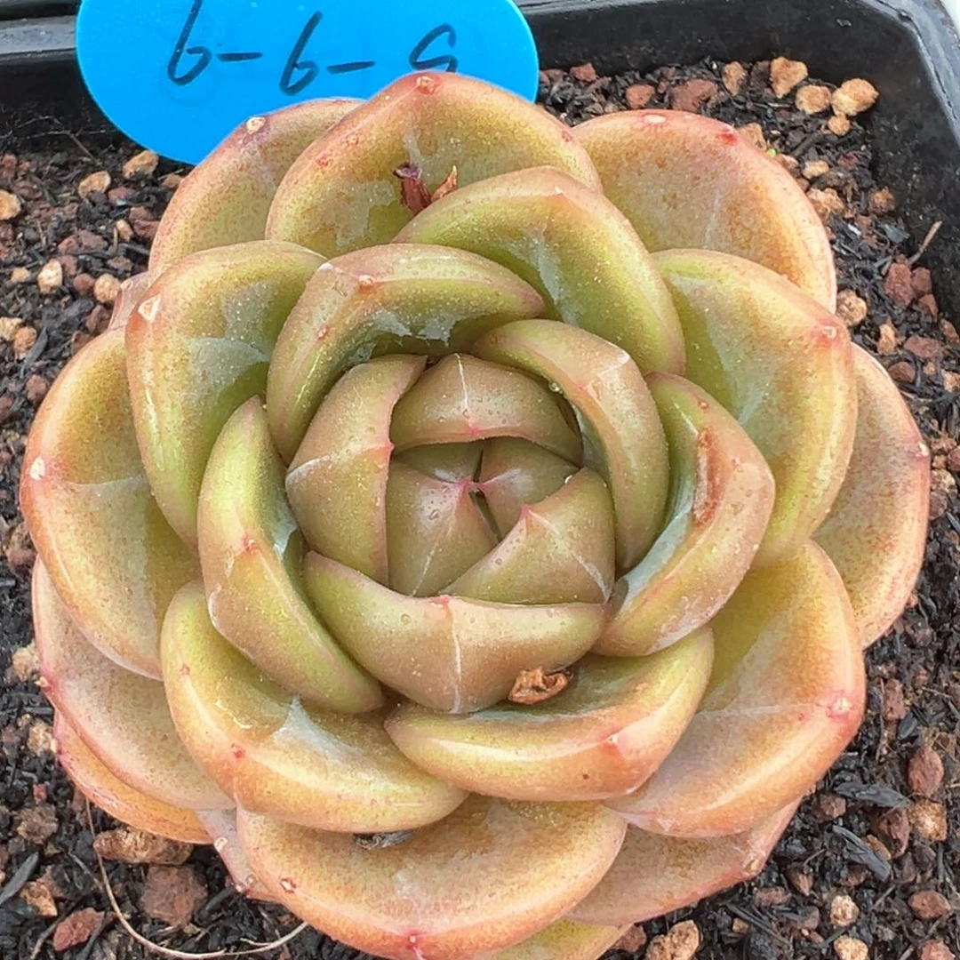 6-6-9蓝水鬼珍妮